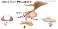Anterior Pituitary