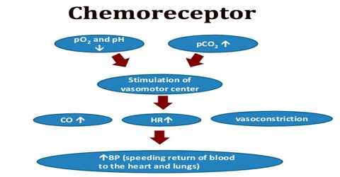 Chemoreceptor