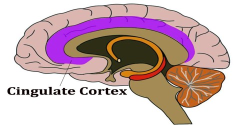 Cingulate Cortex
