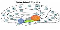 Entorhinal Cortex