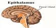 Epithalamus