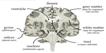 White matter. Grey matter and White matter. Gray matter идиома. Grey matter of cerebellum. Grey matter(s).