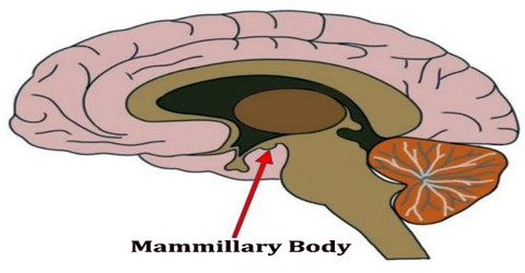 Mamillary body