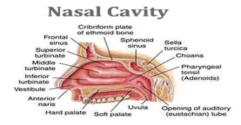 Nasal Cavity - Assignment Point guinea pig side diagram 