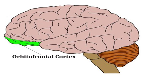 Orbitofrontal Cortex