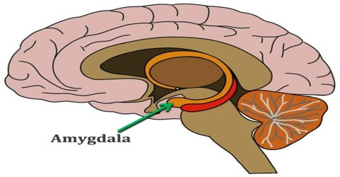 amygdala autism brain assignment point neurons assignmentpoint