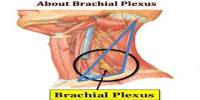 About Brachial Plexus
