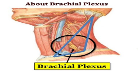 About Brachial Plexus