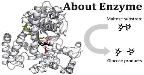 About Enzyme