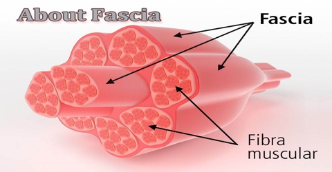 About Fascia