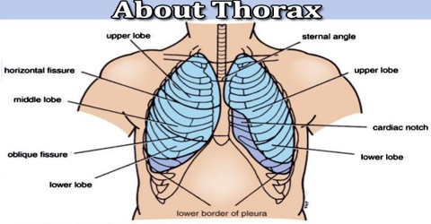 About Thorax