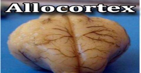 Allocortex
