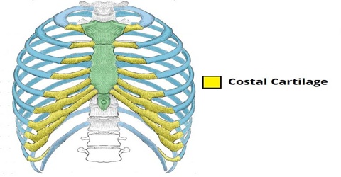 Costal Cartilage