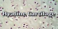 Hyaline Cartilage