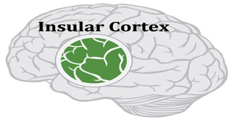 Insular Cortex