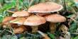 Prospects of Mushroom in Bangladesh