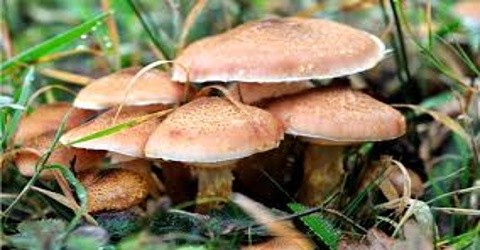 Mushroom and its Cultivation Process