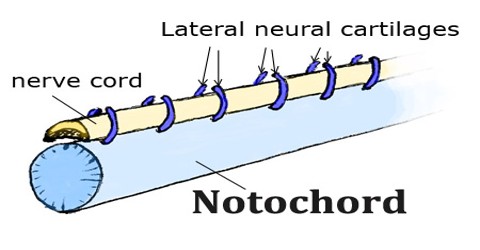Notochord - Assignment Point
