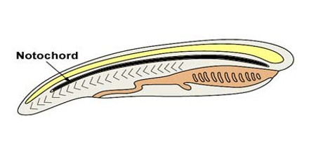 Notochord - Assignment Point