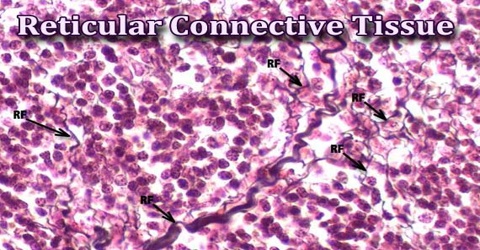Reticular Connective Tissue