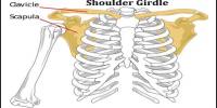 Shoulder Girdle