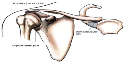 Healthy Street - 🔈 PECTORAL GRIDLE Movement of the pectoral girdle  involves the sternoclavicular, acromioclavicular, and glenohumeral joints,  usually all moving simultaneously. Functional defects in any of the joints  impair movements of