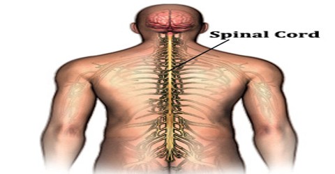 About Spinal Cord