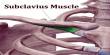 Subclavius Muscle