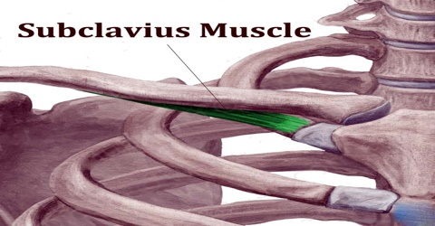 Subclavius Muscle