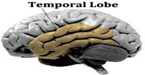 Temporal Lobe