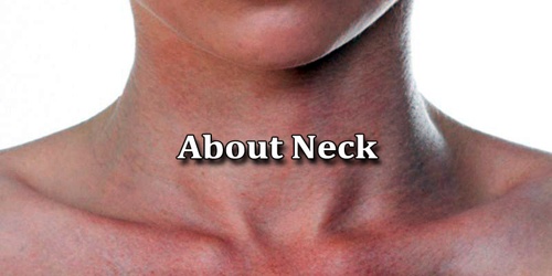 About Neck