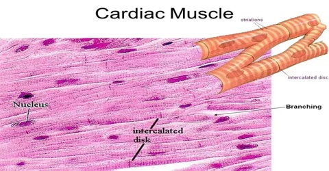 Cardiac Muscle