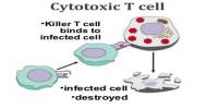 Cytotoxic T cell
