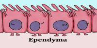 Ependyma