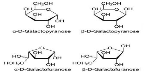 Galactose - Assignment Point