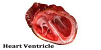 Heart Ventricle