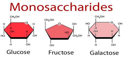 Monosaccharide - Assignment Point