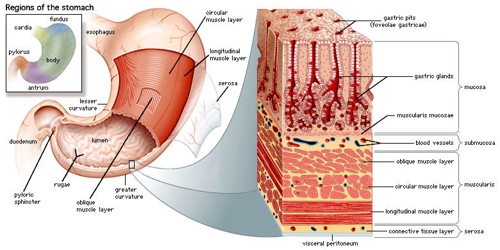 Mucous Membrane Assignment Point