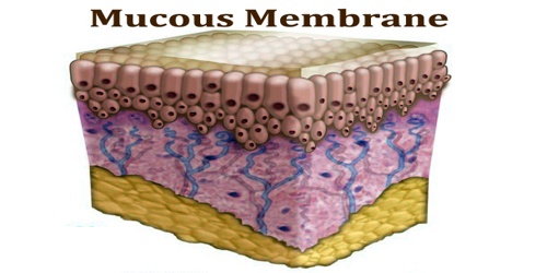 mucous-membrane-assignment-point