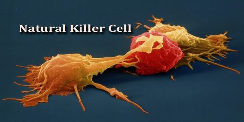 Natural Killer Cell
