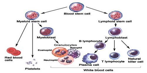 Plasma Cell - Assignment Point