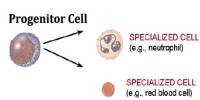 Progenitor Cell