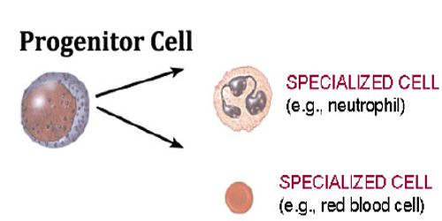 Progenitor Cell