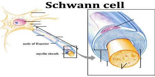 Schwann cell - Assignment Point