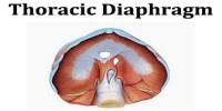 Thoracic Diaphragm