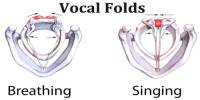Vocal Folds