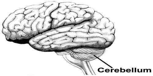 About Cerebellum