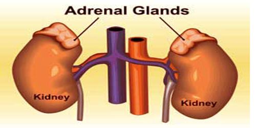 renal glands produce