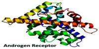 Androgen Receptor