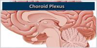 Choroid Plexus